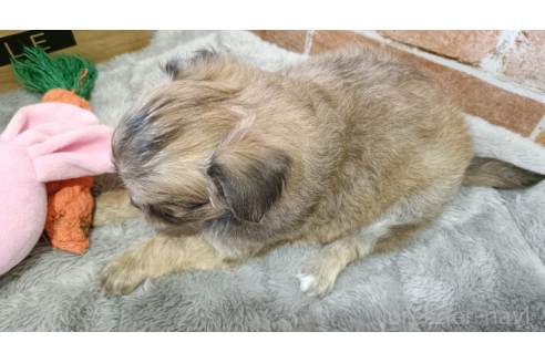 販売中の埼玉県のチワワ(ロングコート)-393706の5枚目